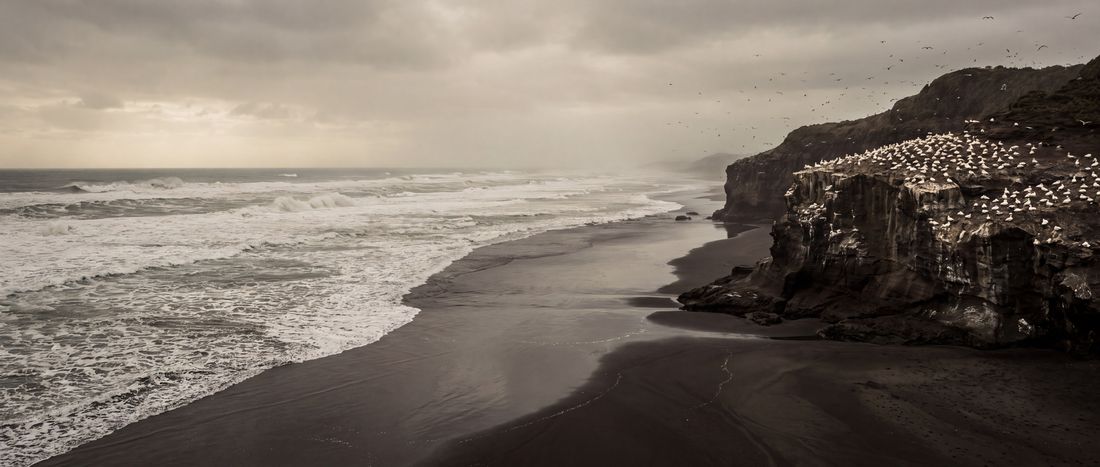 Wide view of Muriwai Beach, Auckland west coast, New Zealand.