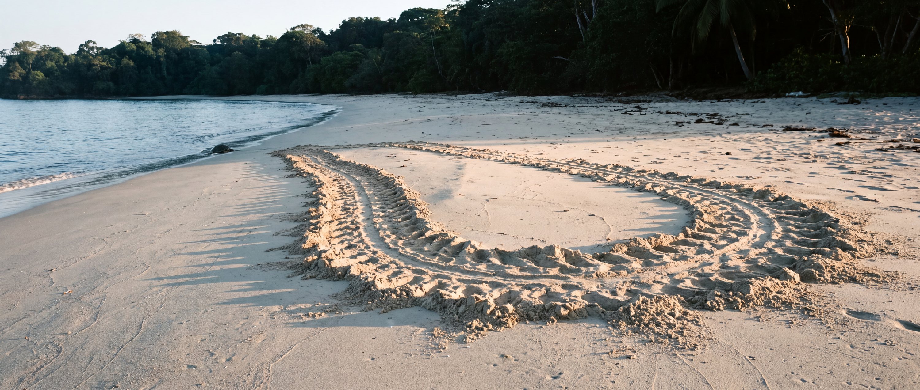 Turtle nesting beaches